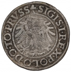 Sigismund I The Old, Groschen 1539, Elbing