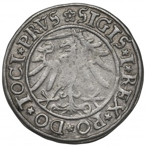 Sigismund I the Old, Groschen 1534, Elbing