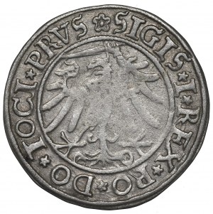 Sigismund I the Old, Groschen 1534, Elbing