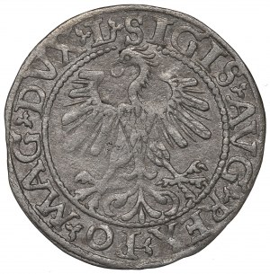 Sigismund II Augustus, Halfgroat 1560, Vilnius - L/LITV