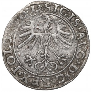 Sigismund II Augustus, Halfgroat 1564, Vilnius - L/LITV