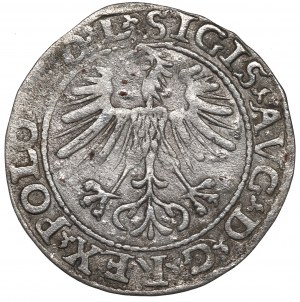 Sigismund II Augustus, Halfgroat 1564, Vilnius - L/LITV