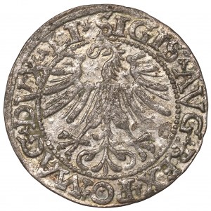 Sigismund II Augustus, Halfgroat 1562, Vilnius