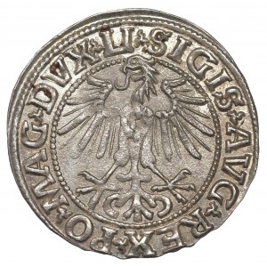 Sigismund II Augustus, Halfgroat 1549, Vilnius - LI/LITVA