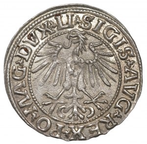 Sigismund II Augustus, Halfgroat 1549, Vilnius - LI/LITVA