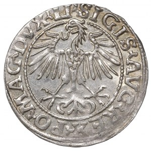 Sigismund II Augustus, Halbpfennig 1548, Wilna - LI/LITVA