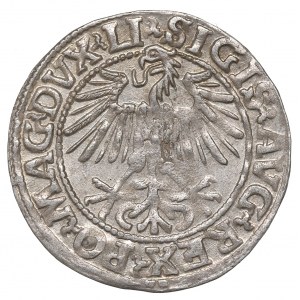 Sigismund II Augustus, Halbpfennig 1548, Wilna - LI/LITVA