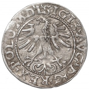 Sigismund II Augustus, Half-groat 1564, Vilnius, L/LITVA