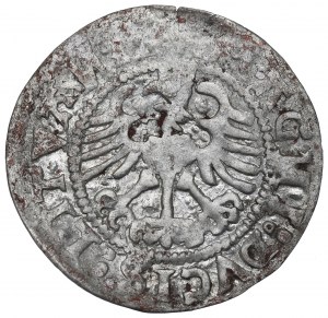 Sigismund I the Old, Halfgroat 1524, Vilnius