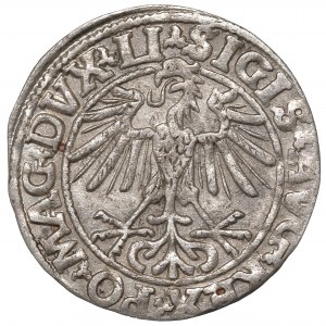 Sigismund II Augustus, Halfgroat 1550, Vilnius