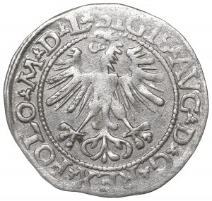 Sigismund II Augustus, Halfgroat 1564, Vilnius - L/LITV