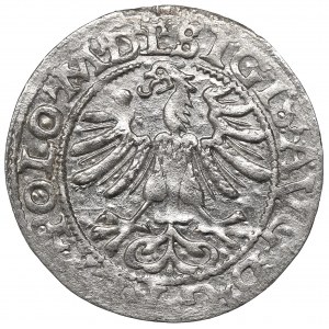 Sigismund II Augustus, Halfgroat 1565, Vilnius - L/LITV
