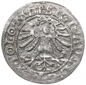 Sigismund II Augustus, Halfgroat 1565, Vilnius - L/LITV