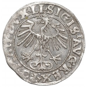 Sigismund II Augustus, Halfgroat 1555, Vilnius - LI/LITVA