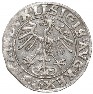 Sigismund II Augustus, Halfgroat 1555, Vilnius - LI/LITVA