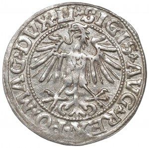 Sigismund II Augustus, Halfgroat 1549, Vilnius - LI/LITVA