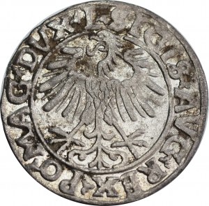 Sigismund II Augustus, half-grosz 1556, Vilnius - L/LITVA