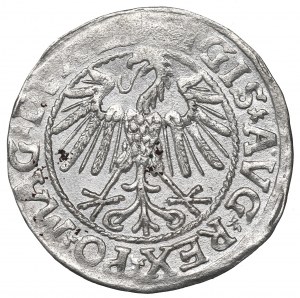Sigismund II, Halfgroat 1546, Vilnius