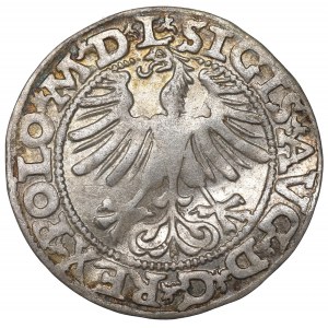 Sigismund II. Augustus, Halbpfennig 1565, Wilna - L/LITV