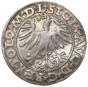 Sigismund II Augustus, Halfgroat 1565, Vilnius - L/LITV