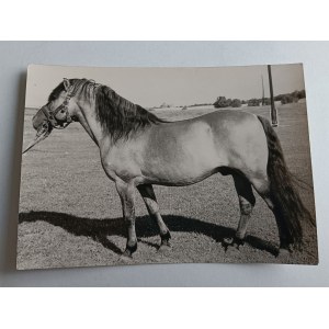 FOTO KONE, KÔŇ, FOTO DR PRUSKI