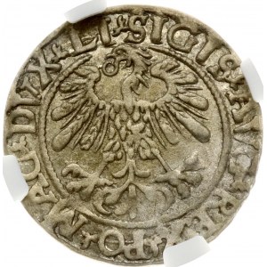 Lituania Polgrosz 1559 Vilnius NGC AU 55