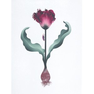 Katarzyna Bogdanska, Tulipe perroquet (marron), 2016