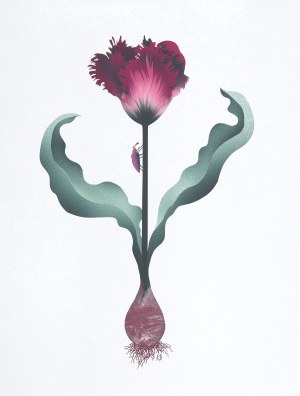 Katarzyna Bogdańska, „Tulipan papuzi (bordowy)”, 2016