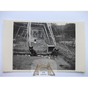 Szklarska Poręba, Schreiberhau, hodowla srebrnych lisów, ok. 1920