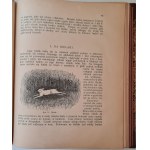 KORSAK Włodzimierz - ROK MYŚLIWEGO. Rzecz dla myśliwych i miłośników przyrody Wyd.1922