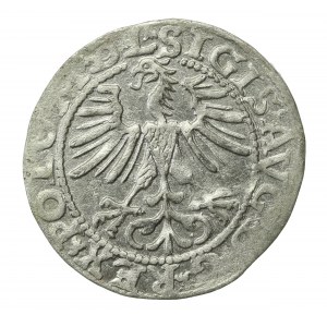Zygmunt II August, Półgrosz 1564, Wilno - L/LITVA (724)