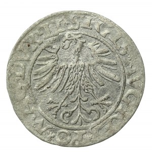 Sigismund II Augustus, Half-penny 1562 Vilnius, LI/LITV (725)