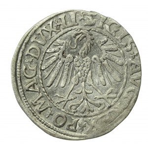 Zygmunt II August, Półgrosz 1547, Wilno - LI/LITVA (726)