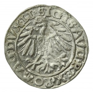 Zygmunt II August, Półgrosz 1557, Wilno, Behm - rzadki (727)