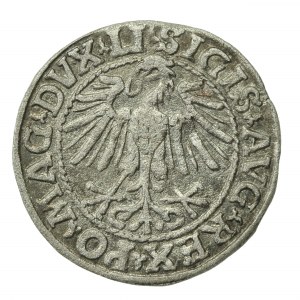 Zygmunt II August, Półgrosz 1548, Wilno - LI/LITVA (728)