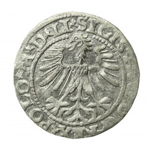 Zygmunt II August, Półgrosz 1563, Wilno - LI/LITVA (734)
