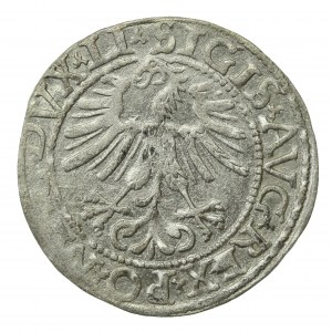 Zygmunt II August, Półgrosz 1562, Wilno - LI/LITVA (735)