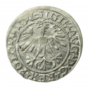 Zygmunt II August, Półgrosz 1564, Wilno - L/LITV (736)