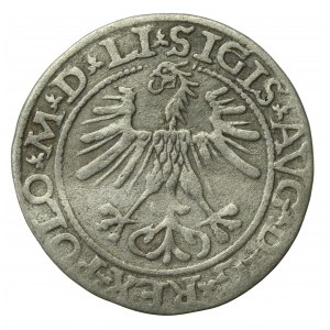 Zygmunt II August, Półgrosz 1564, Wilno - LI/LITVA (545)