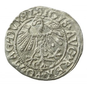 Zygmunt II August, Półgrosz 1558, Wilno - LI/LITVA (645)