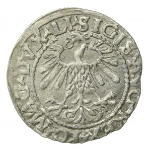Zygmunt II August, Półgrosz 1559, Wilno - LI/LITVA (656)