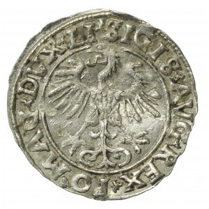 Zygmunt II August, Półgrosz 1556 Wilno, LI/LITVA (666)