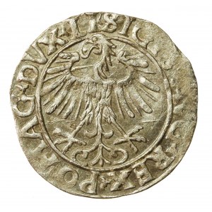 Zygmunt II August, Półgrosz 1556 Wilno, LI/LITV (919)