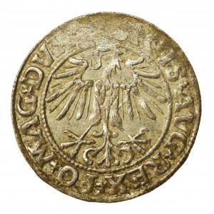Zygmunt II August, Półgrosz 1549, Wilno (920)