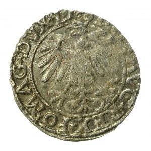 Zygmunt II August, Półgrosz 1557, Wilno (934)