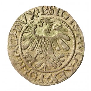 Zygmunt II August, Półgrosz 1560, Wilno - ex Ksawery Segna (447)