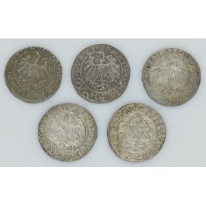 Lot, Sigismund II August, 1/2 Groschen Vilnius (5 pcs.)