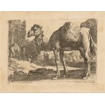 Herman van Swanevelt Two camels