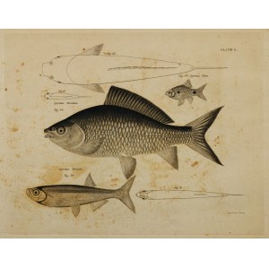 FISHES OF INDIA