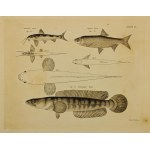 FISHES OF INDIA